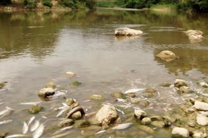 Thanh Hóa: Cá, vịt chết bất thường trên sông Âm