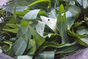 Ngộ nhận rau sâu là rau sạch: Người quê bóc mẽ