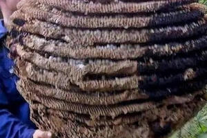 Phát hiện tổ ong "khủng" cao 10 tầng, nặng hơn 20 kg