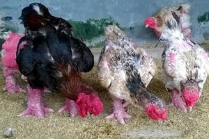 Thực hư chuyện thương lái Trung Quốc thu mua gà “tiến vua”