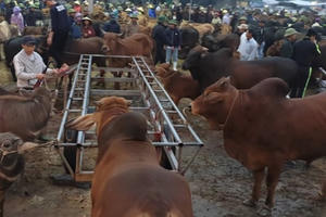 Về chợ Ú xem tậu trâu