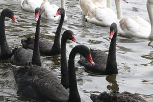 Đàn thiên nga quý hiếm ở hồ Thiền Quang đột nhiên bị mất 1 con