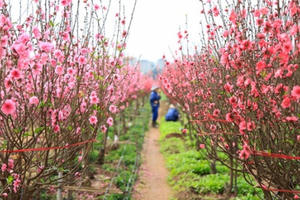 Băn khoăn phát triển du lịch gắn với hoa