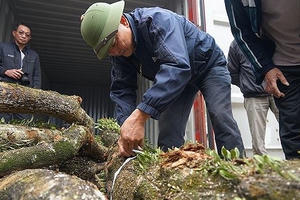 "Hồi hộp" chờ đấu giá cây sưa trăm tỷ