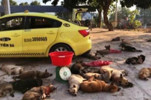 Kon Tum: Bắt quả tang đối tượng đưa chó trộm được lên xe taxi