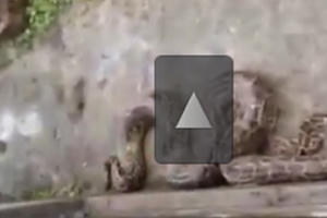 Video: Thanh niên phá mộ bắt trăn “khổng lồ”