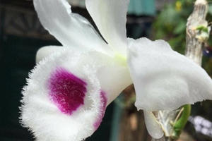 "Vén màn" những giao dịch lan tiền tỷ: Sự thật bất ngờ