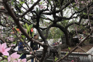 Chiêm ngưỡng cực phẩm đào ta cổ thụ nguyên bản, với giá thuê 150 triệu đồng