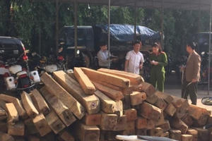 Hà Tĩnh: Bắt 8 đối tượng dùng xe máy biển giả chở gỗ lậu