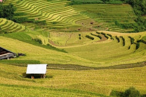 Du khách hào hứng khám phá mùa vàng Mù Cang Chải