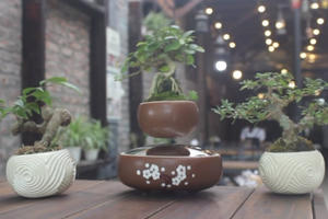 Bonsai “biết bay” thú chơi mới của dân Hà thành