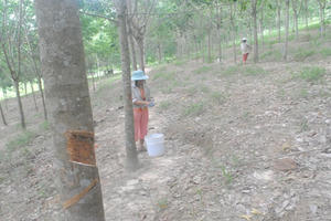 Huế: Nhiều hộ dân điêu đứng vì giá mủ cao su giảm mạnh Huế: Nhiều hộ dân điêu đứng vì giá mủ cao su giảm mạnh