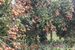 Hưng Yên: Đẩy mạnh sản xuất các sản phẩm nông nghiệp theo hướng VietGap