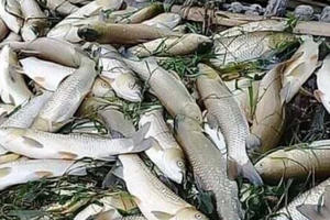 Phát hiện Công ty thứ 3 đầu độc sông Mã: Sáng bị kiểm tra, tối xả thải ra sông