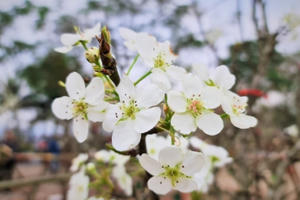 Ngắm hoa lê khoe sắc xuân trên phố