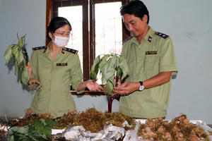 Phát hiện loại củ "đội lốt" sâm Ngọc Linh Kon Tum