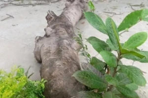 Cây phượng trong sân trường bất ngờ gãy gốc, 4 học sinh bị thương