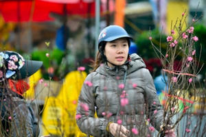 Đào Nhật Tân khoe sắc xuống phố đón Tết sớm