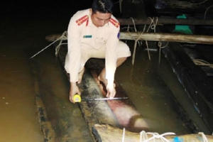 Quảng Nam: Dùng ghe máy ngụy trang cho 40 phách gỗ lậu