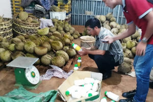 Gia Lai: Bắt quả tang cơ sở nhúng sầu riêng vào chất lạ