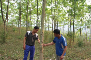 Sơn La: Trồng cao su được 10 năm, công ty mới "rục rịch" ký hợp đồng góp đất? Sơn La: Trồng cao su được 10 năm, công ty mới "rục rịch" ký hợp đồng góp đất?