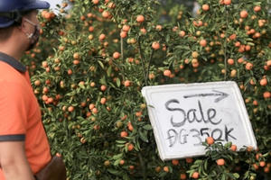 Quặn lòng thương đào, mai, quất Tết này