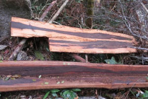 Vụ phá rừng gỗ mun rừng Di sản Phong Nha: Kỷ luật Đồn trưởng và 6 sĩ quan Biên phòng Vụ phá rừng gỗ mun rừng Di sản Phong Nha: Kỷ luật Đồn trưởng và 6 sĩ quan Biên phòng