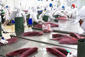 Audio Tài chính Plus: Xuất khẩu cá ngừ sang Chile tăng đột biến