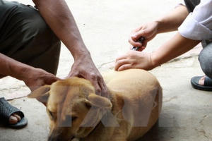 Tiến tới loại trừ bệnh dại