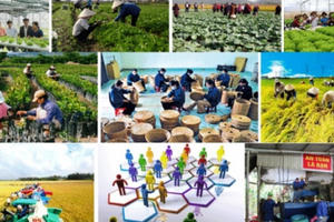 Mục tiêu 300 hợp tác xã kiểu mới hiệu quả