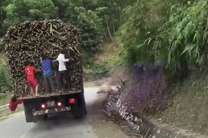 Fast & furious: "Trẩu tre" đu xe tải đang chạy để trộm mía tại Nghệ An