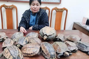 Hà Tĩnh: Đang xuôi quốc lộ cùng 15 cá thể rùa về thành phố thì bị bắt