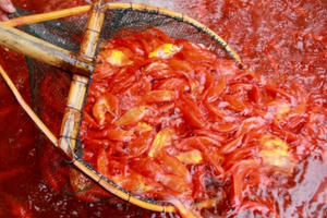 Lùng khắp miền Bắc gom 5 tấn chép đỏ: Chờ 1 dịp lãi 100 triệu