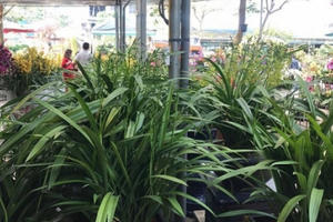 Độc và lạ với loài hoa lan biết "nhảy múa"