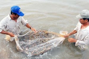 Ngành nông nghiệp nỗ lực thoát tăng trưởng âm: Trông chờ vào con tôm Ngành nông nghiệp nỗ lực thoát tăng trưởng âm: Trông chờ vào con tôm