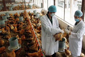 Không để bùng phát dịch Cúm gia cầm