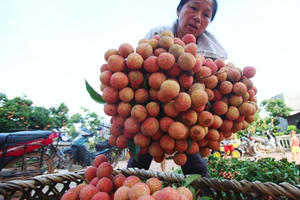 Gần 11.000 tấn vải thiều Bắc Giang xuất ngoại bằng máy bay