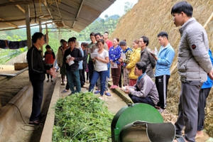 Đào tạo nghề lao động nông thôn để phát triển nguồn nhân lực ở huyện Bắc Quang