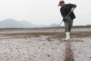 Nghệ An: Ngao đến ngày thu hoạch bỗng há miệng chết trắng bãi, gây thiệt hại nặng nề cho người dân