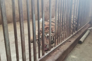 Video cận cảnh 17 cá thể hổ trưởng thành bị nuôi nhốt trái phép tại Nghệ An