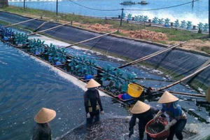 Chăn nuôi đặt mục tiêu vào nhóm xuất khẩu tỷ USD năm 2020