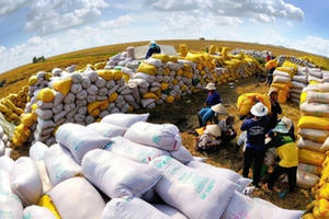 Nghiên cứu thông tin về giải pháp để gạo Việt giữ vị trí xuất khẩu thứ hai thế giới