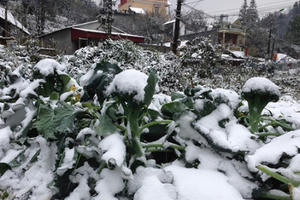 Dự báo thời tiết ngày 11/01: Miền Bắc vẫn chìm trong giá rét Dự báo thời tiết ngày 11/01: Miền Bắc vẫn chìm trong giá rét