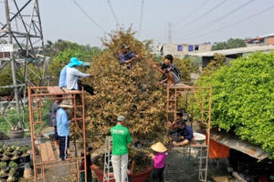 Hơn chục người bắc giàn giáo nhặt lá cho cây mai cổ thụ 100 tuổi