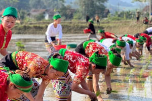 Sôi nổi hội thi cấy lúa của đồng bào người Thái ở Nghệ An Sôi nổi hội thi cấy lúa của đồng bào người Thái ở Nghệ An