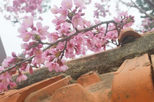 Hoa anh đào đua nhau khoe sắc trên phố núi Đà Lạt