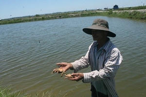 Huế: Người nuôi trồng thủy sản thất bát vì sản phẩm bị “rút ruột”? Huế: Người nuôi trồng thủy sản thất bát vì sản phẩm bị “rút ruột”?