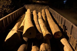 Chặn bắt nhóm đối tượng vận chuyển gỗ lậu trong đêm