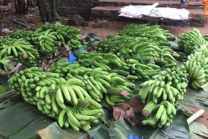 Điểm báo ngày 28/2/2017: "Giải cứu" chuối bị thương lái ép giá