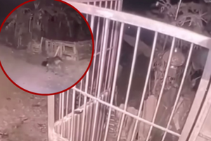 Bé gái 5 tuổi bị chó cắn tử vong: Khởi tố, bắt tạm giam chủ chó